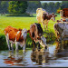 Roodbont vee langs de rivier
